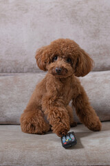 toy poodle puppy. Toy poodle sitting on the sofa changing the TV channels with the remote control.