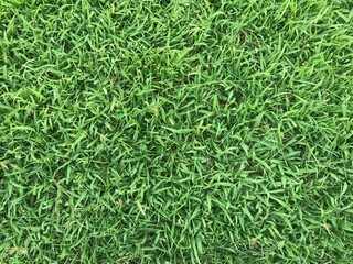Green grass texture for background
