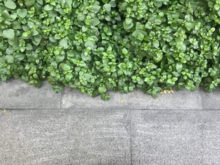 small green herb plant