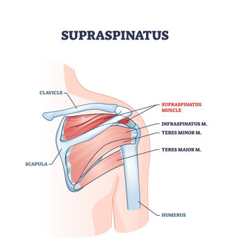 Supraspinatus muscle and human shoulder skeletal physiology outline diagram. Labeled educational scheme with medical inner body part description vector illustration. Detailed bone and muscular anatomy