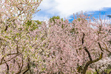 Public park called Quinta de los Molinos with the almond trees in bloom in Madrid