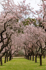 Fototapeta premium Public park called Quinta de los Molinos with the almond trees in bloom in Madrid