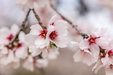 Public park called Quinta de los Molinos with the almond trees in bloom in Madrid