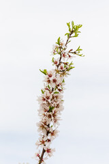 Public park called Quinta de los Molinos with the almond trees in bloom in Madrid