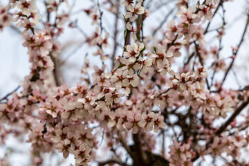 Public park called Quinta de los Molinos with the almond trees in bloom in Madrid