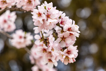 Obraz premium Public park called Quinta de los Molinos with the almond trees in bloom in Madrid