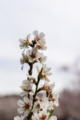 Obraz premium Public park called Quinta de los Molinos with the almond trees in bloom in Madrid