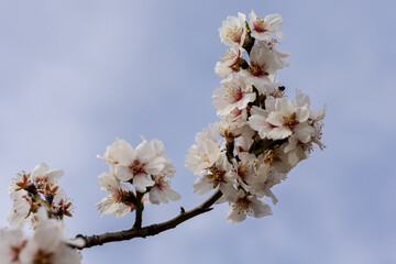 Public park called Quinta de los Molinos with the almond trees in bloom in Madrid