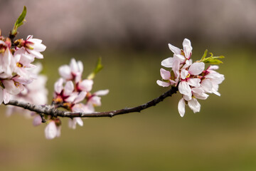 Public park called Quinta de los Molinos with the almond trees in bloom in Madrid