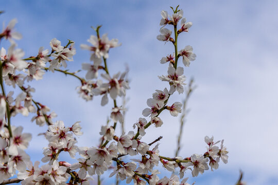 Public park called Quinta de los Molinos with the almond trees in bloom in Madrid