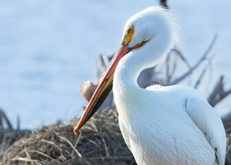 Rear view closeup of one American White pelican with  nuptial tubercle.