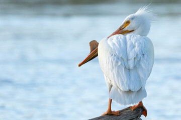 Rear view closeup of one American White pelican with  nuptial tubercle.