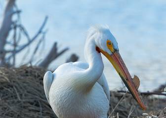 Front view closeup of one American White pelican with  nuptial tubercle.