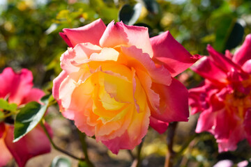 黄色みをおびたピンク色の薔薇