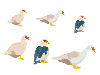 Duck Family on illustration graphic vector