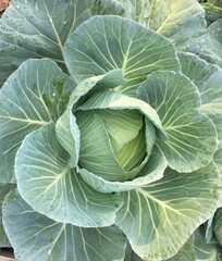 Obraz premium Green head cabbage, is a kind of cabbage which leaves are colored green, is growing on ground in garden.