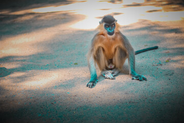The beautiful monkey sitting in the road. 