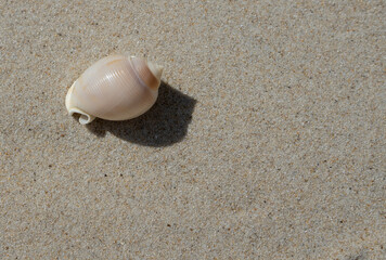 A delicate immature Scotch Bonnet seashell on sand with space for copy