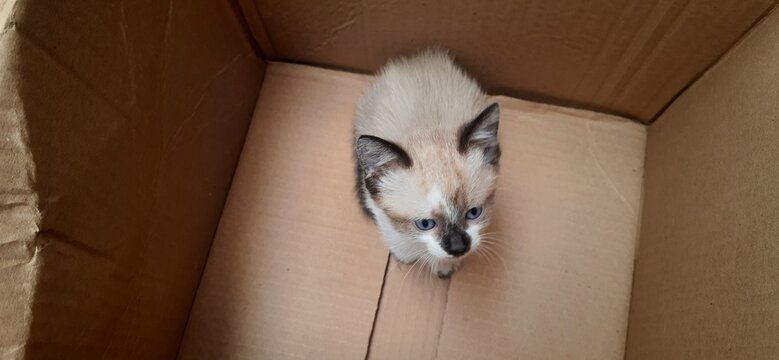 Blue-eyed little kitten inside a box.