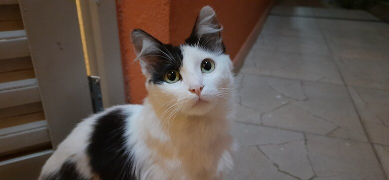 White & black cat looking up.
