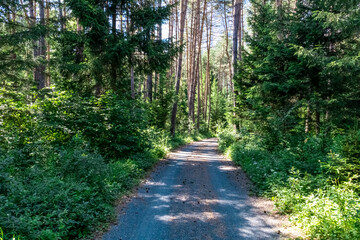 Fototapeta premium Hiking trail in spring in a green forest in natural park Dobratsch in Carinthia, Austria. Active lifestyle. Leisure activity. Morning walk.Fresh air. Breathing. Near Villach, cityscape