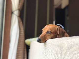 ダックスフンド