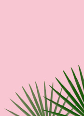 green palm leaves Monstera on pink background. Flat lay, top view