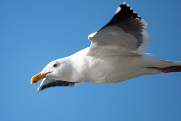 A seagull in Marina, California