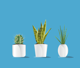 Indoor plants for decoration vector illustration