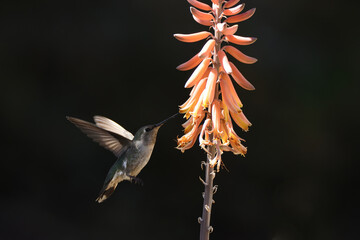 seeking nectar © john