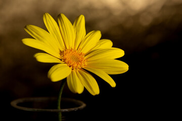 Impressive background photo of yellow Euryops pectinatus flower. Yellow daisy wallpaper. Flower reproductive organs and ovaries in center of daisy in selective focus.