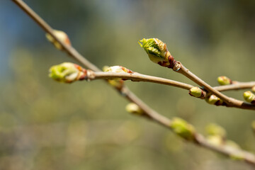 Selective focus of bud turning into leaf on a fruit tree branch. Spring, revival, renewal concept.