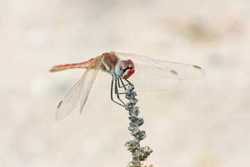 Sympetrum fonscolombii male resting in a bush 