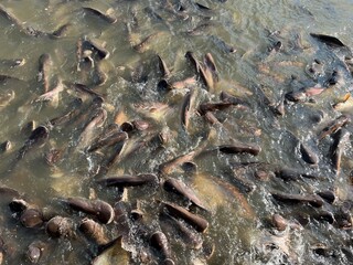 close up heap of catfish in the Chao Phraya river in Thailand