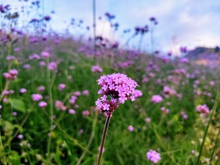 field of flowers