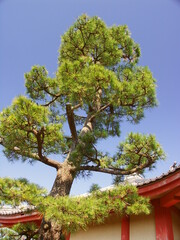 早春の境内のクロマツ