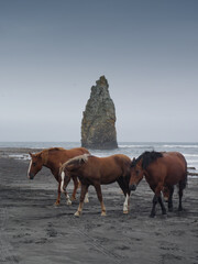Horses on Kunashir island with Devil's Finger on Background.