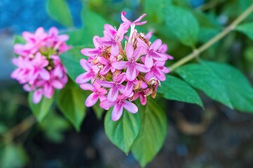 Pink flowers in the garden