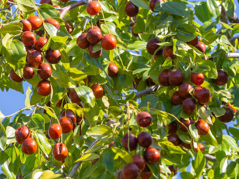 Ripe juicy jujube berries among green foliage. Ripe unabi on a tree branch in the garden. Close-up of tree branches with ziziphus fruits. Fruit marmalade on a tree on a background of green leaves