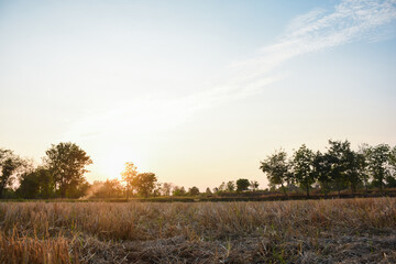 rice field at sunset and sky