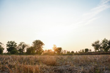 rice field at sunset and sky