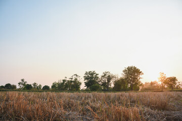 rice field at sunset and sky