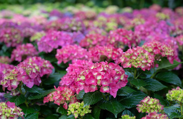 Obraz premium Selective focus of colorful Hydrangea flowers with natural soft light in the garden.