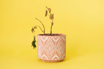 An abandoned dying houseplant with dry leaves in a flower pot on a yellow background