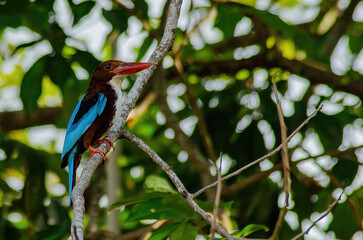 kingfisher on a branch