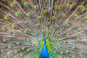 Naklejka premium a peacock in the mating dance