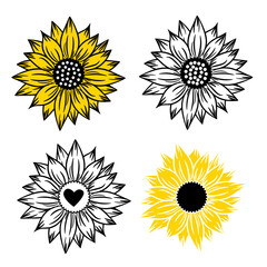 Sunflower flowers set of four drawing and outline. Summer bloom flowers. Black, yellow and white illustration on white background. Floral decor