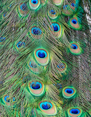 the color of a peacock's feathers