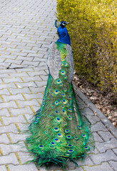 Obraz premium a peacock in a park alley