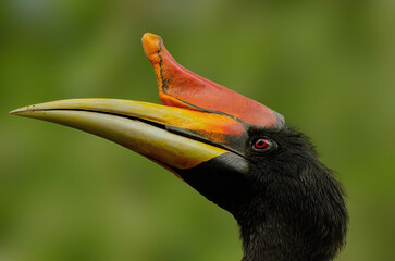 Rhinoceros hornbill